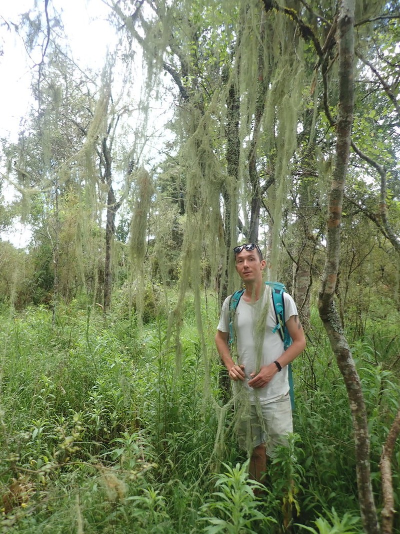 Beard Lichen photo 2