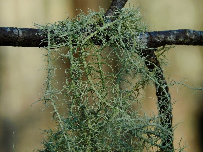 Beard Lichen photo 3