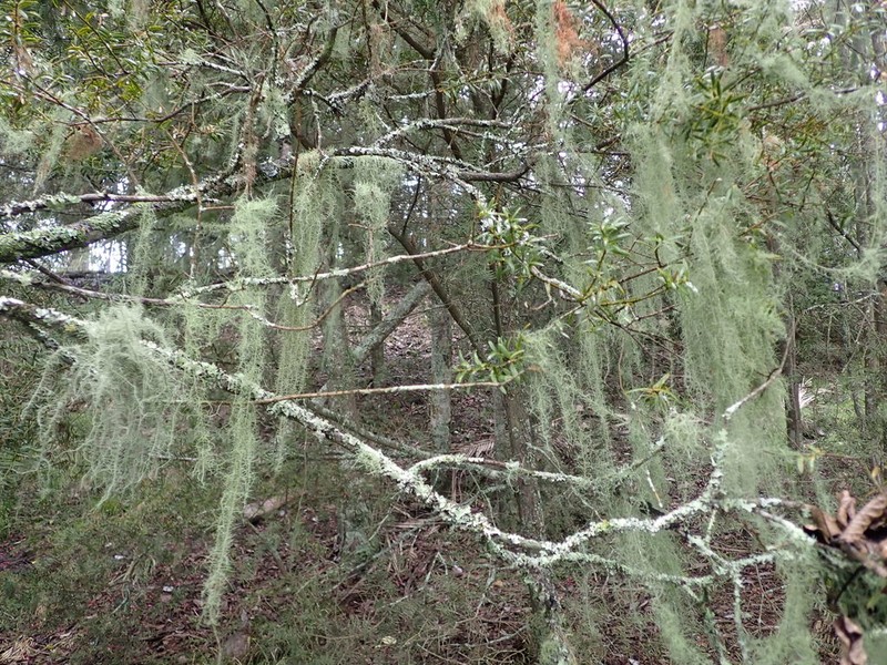 Beard Lichen photo 4
