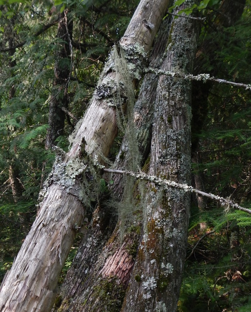 Beard Lichen photo 5
