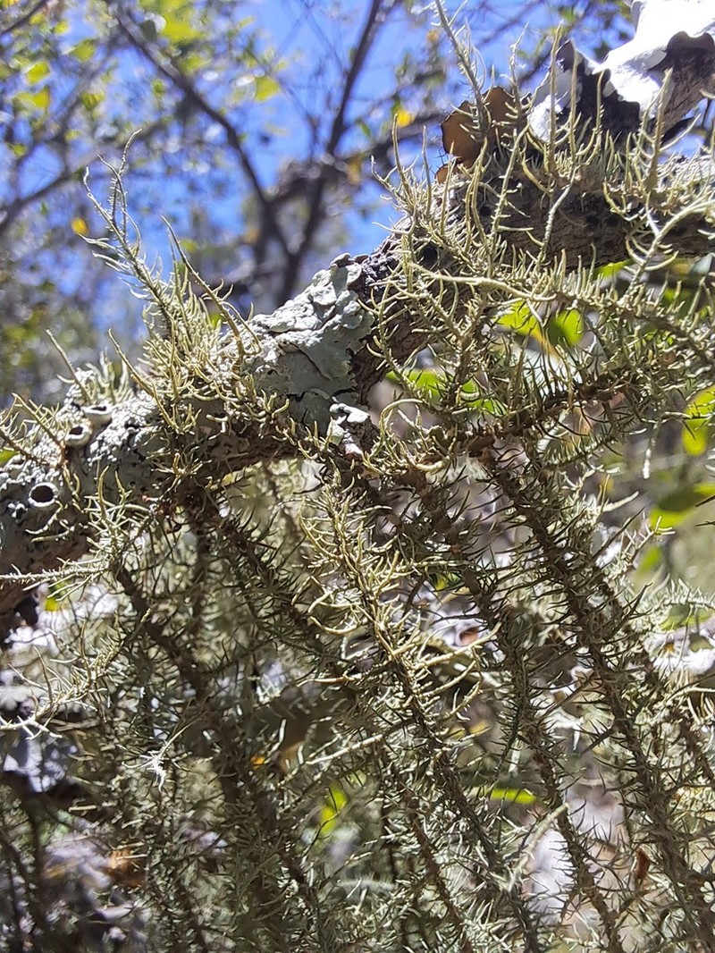 Beard Lichen photo 6