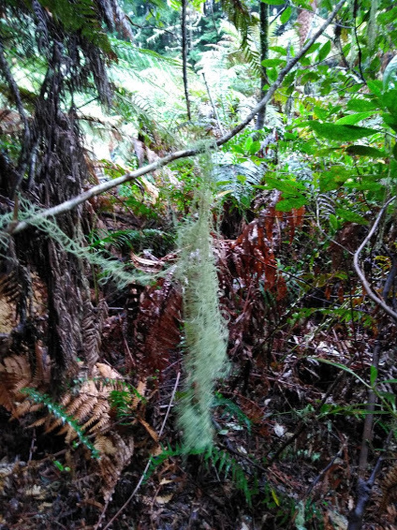 Beard Lichen photo 7