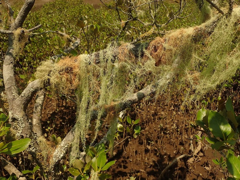 Beard Lichen photo 8