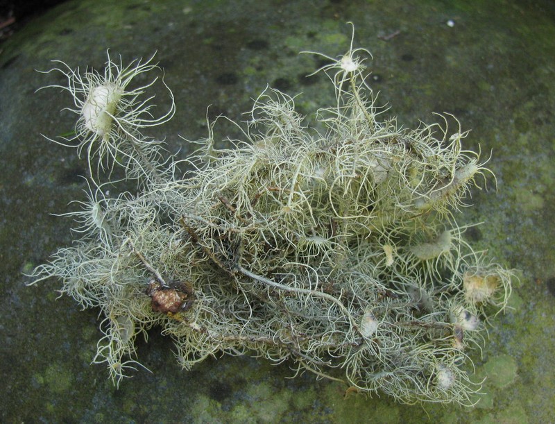 Arizona Beard Lichen
