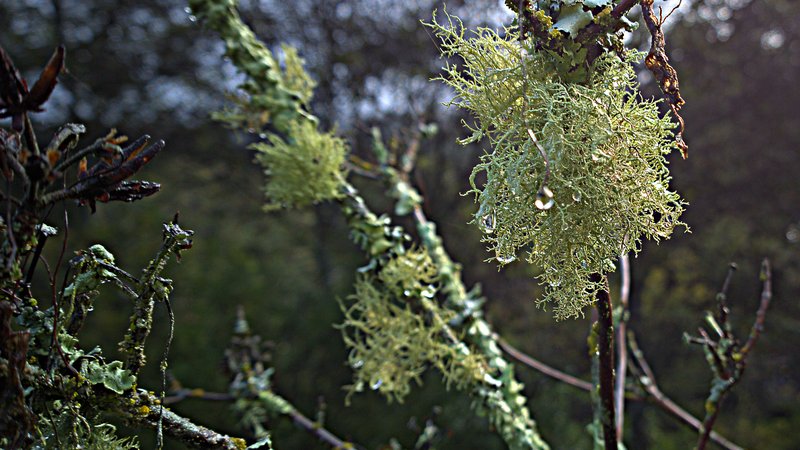 Arizona Beard Lichen