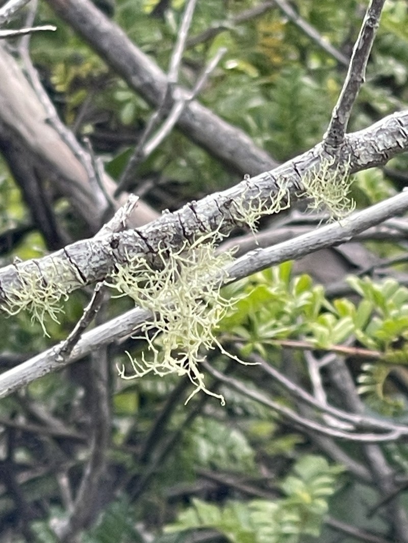Beard Lichen