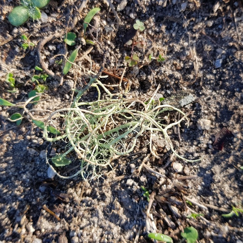 Beard Lichen photo 2