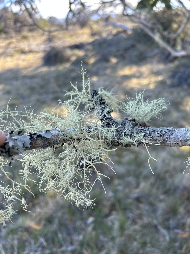 Beard Lichen photo 3