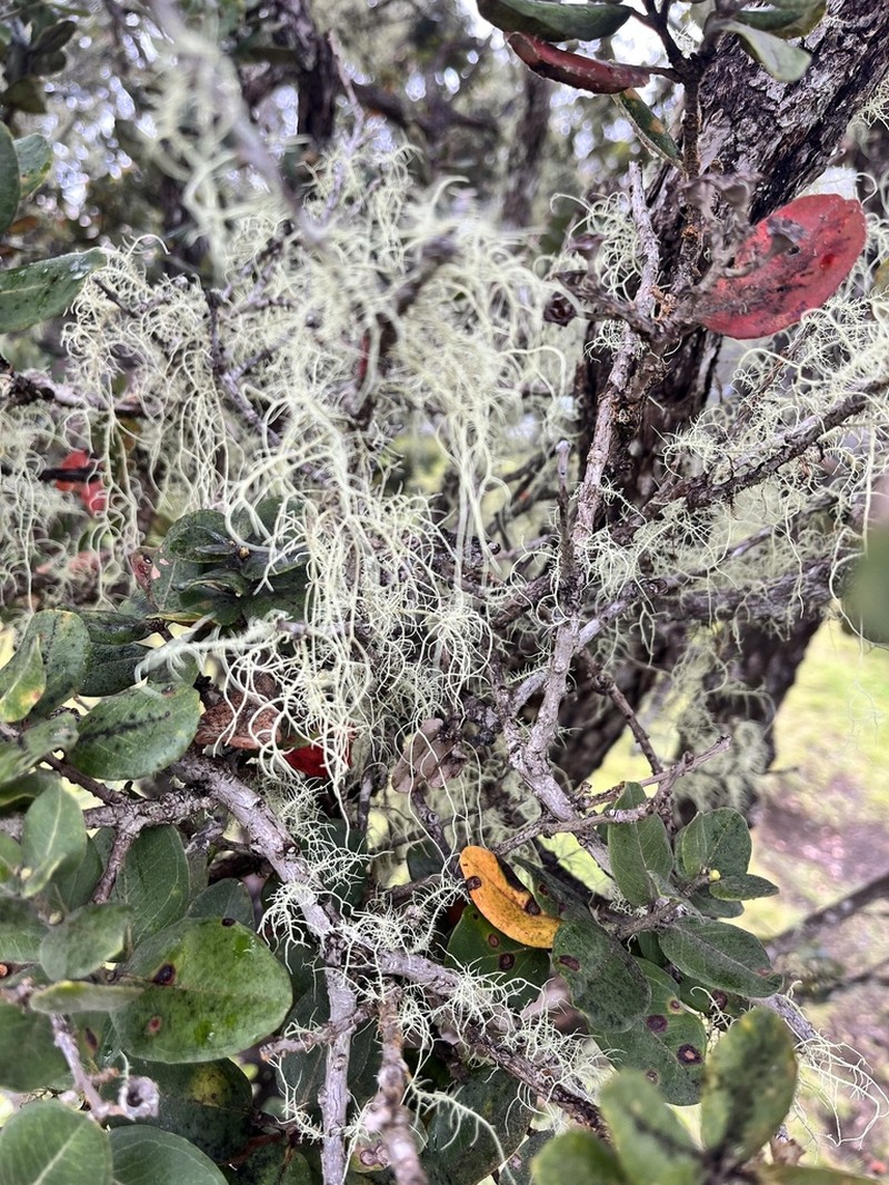 Beard Lichen photo 4