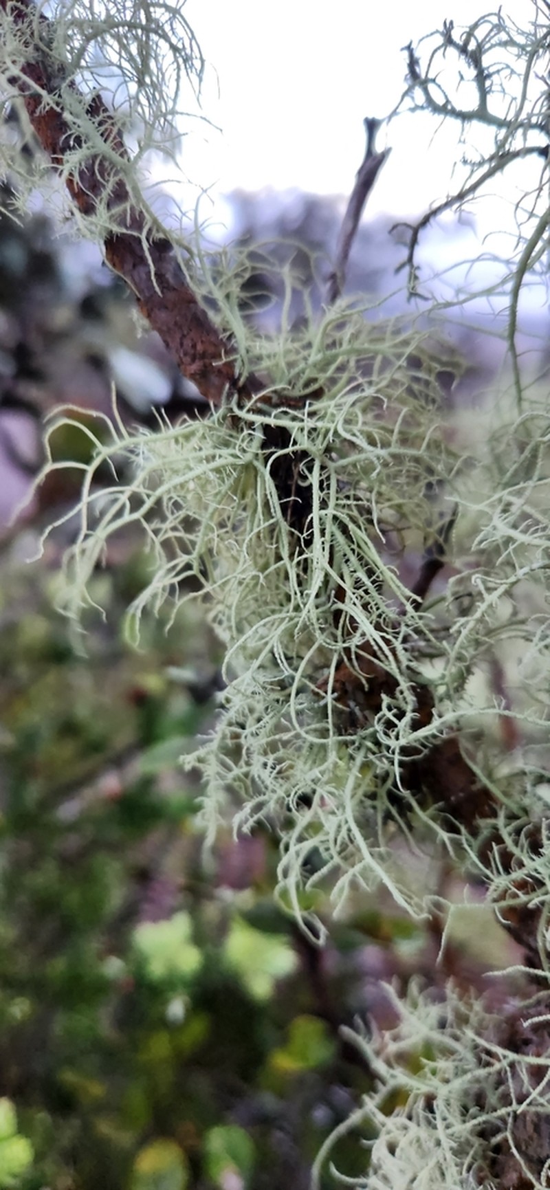Beard Lichen photo 5