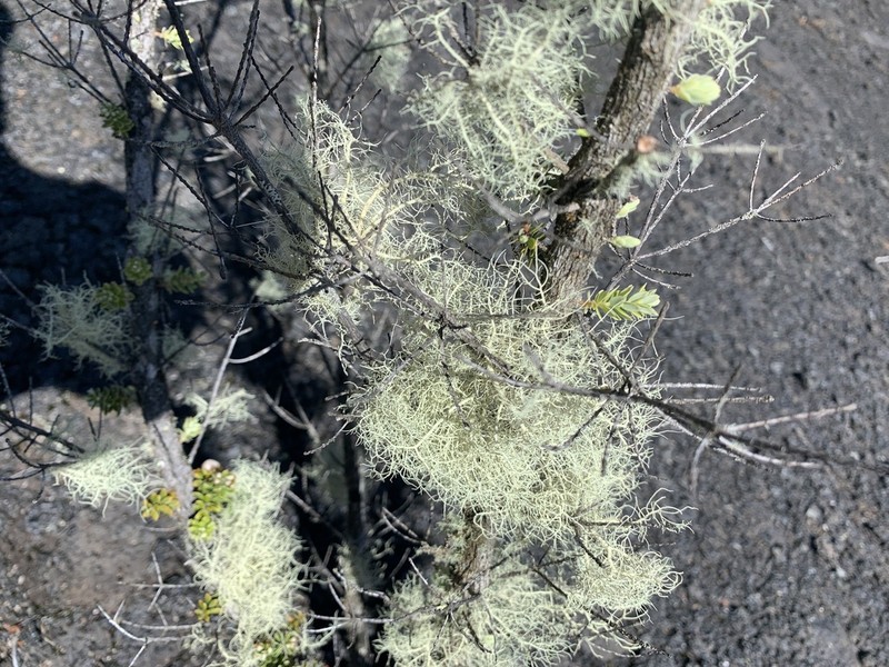 Beard Lichen photo 6