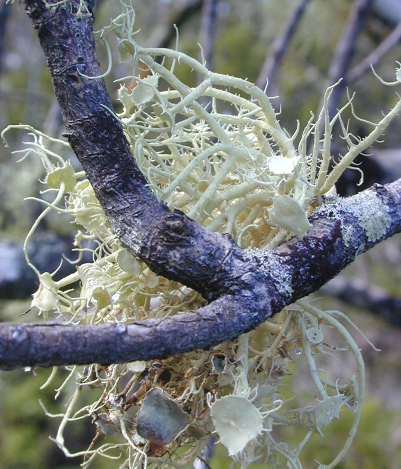 Beard Lichen