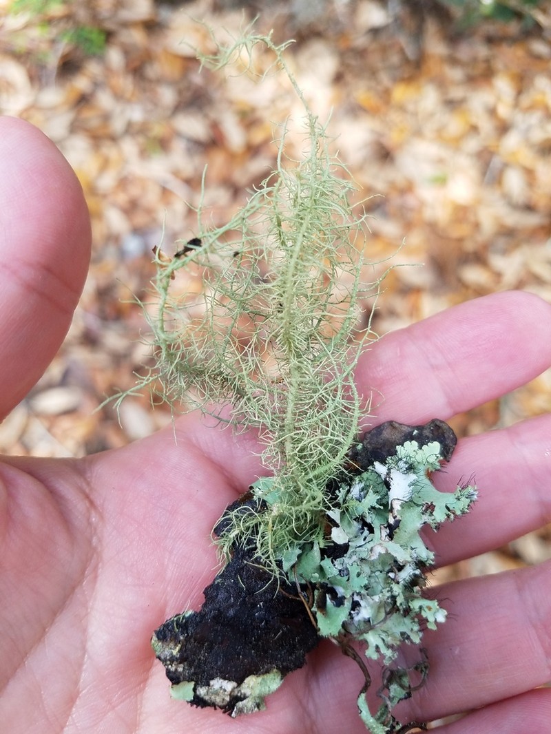 Bailey's Beard Lichen