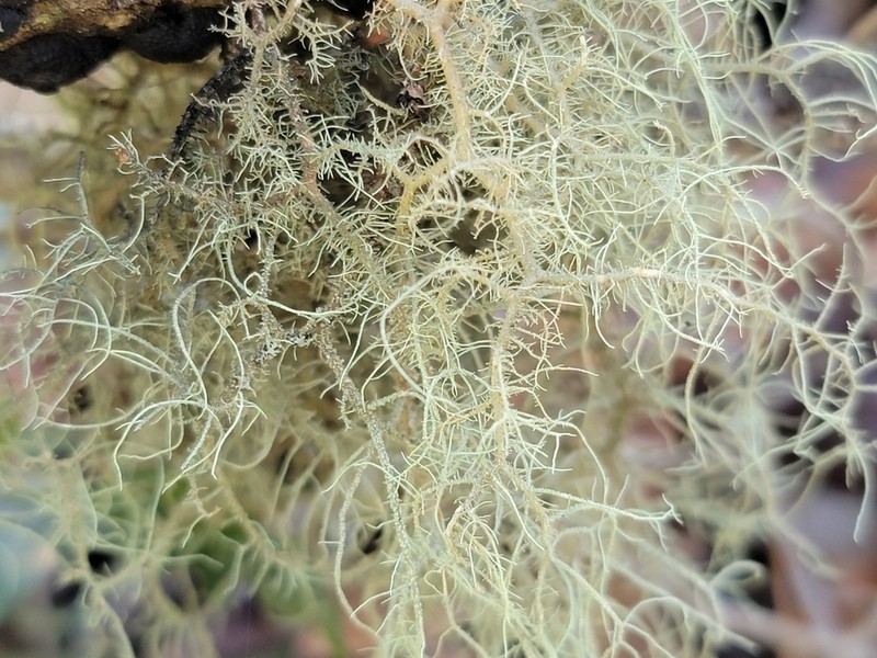 Bailey's Beard Lichen photo 2