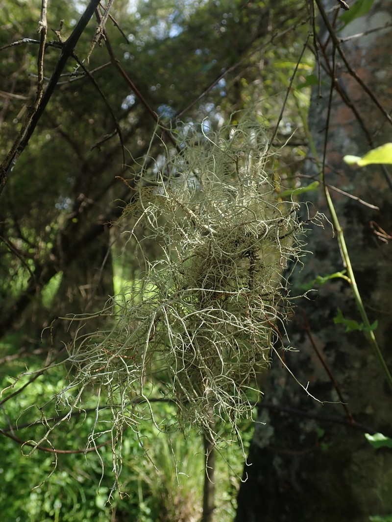Bailey's Beard Lichen photo 3