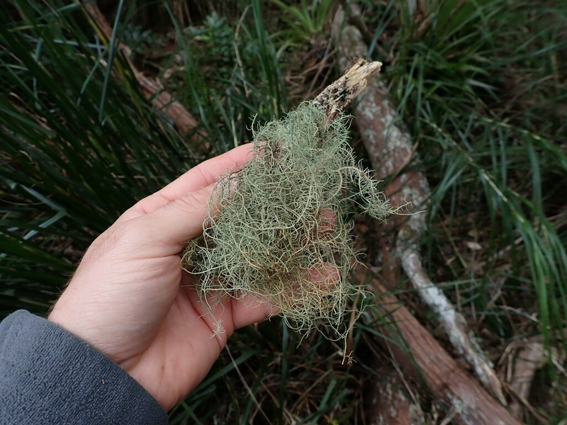 Bailey's Beard Lichen photo 4