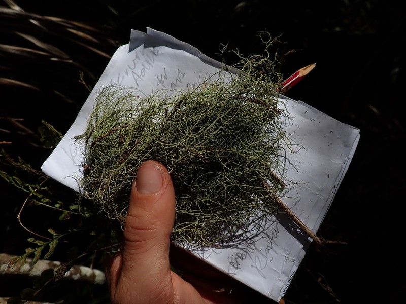 Bailey's Beard Lichen photo 5