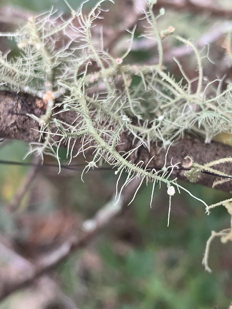 Bailey's Beard Lichen photo 6