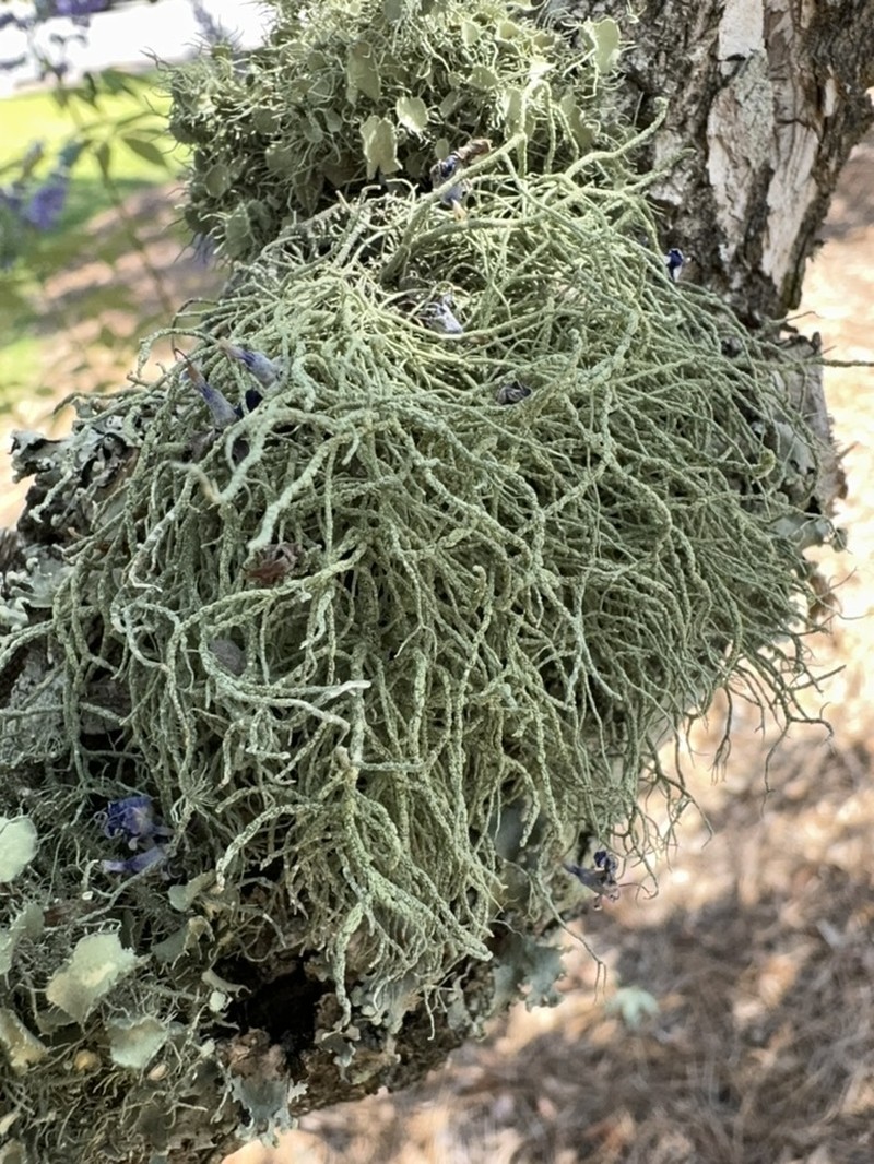 Bailey's Beard Lichen photo 7