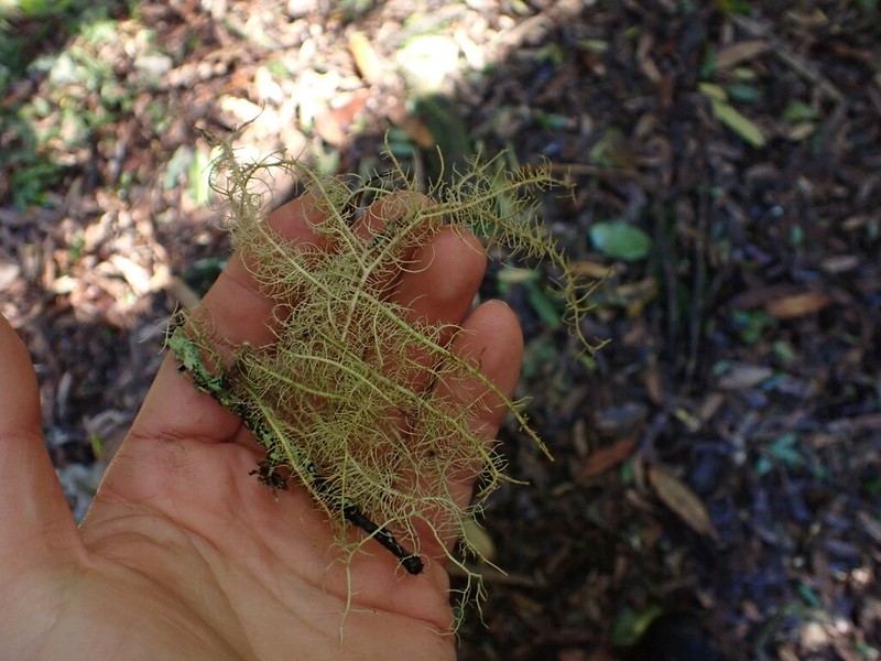 Bailey's Beard Lichen photo 8