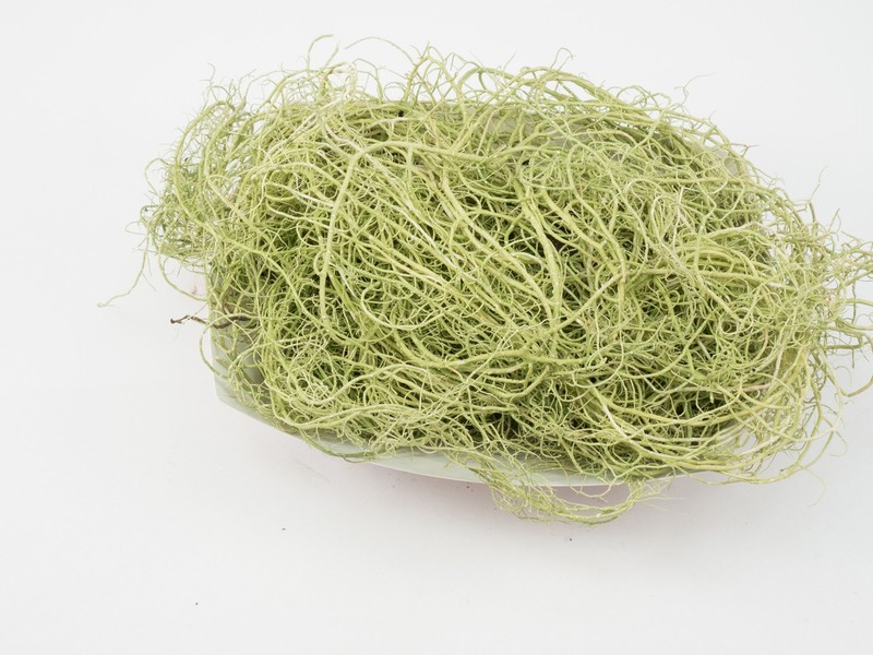 California Beard Lichen