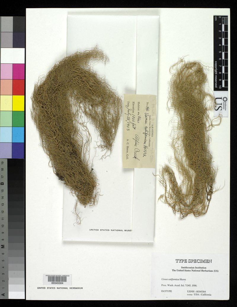 California Beard Lichen