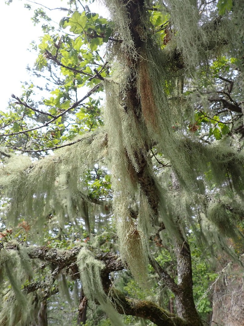 Cavern Beard Lichen