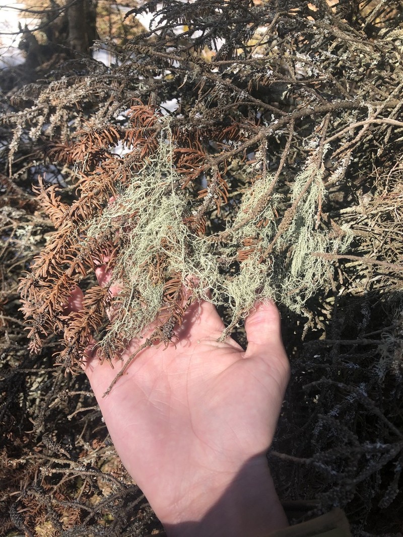 Cavern Beard Lichen photo 2