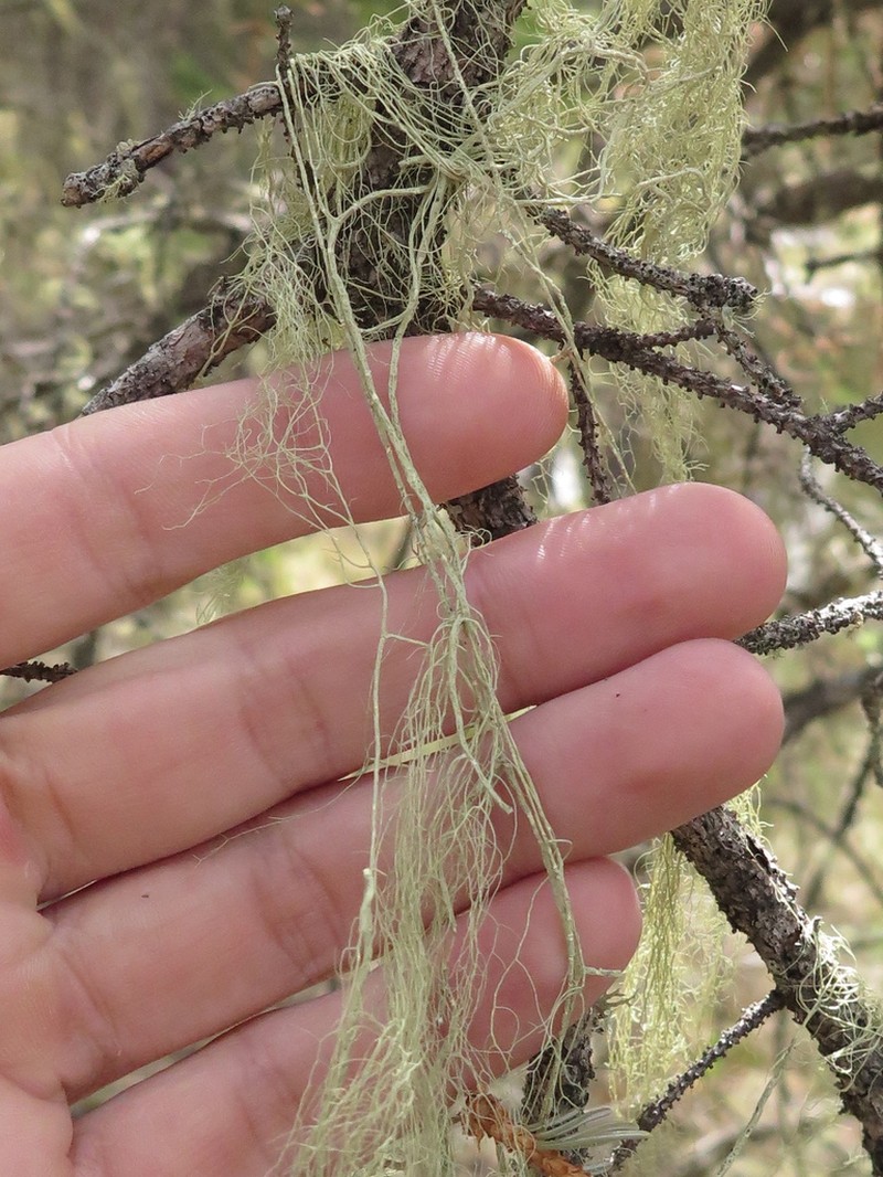 Cavern Beard Lichen photo 3