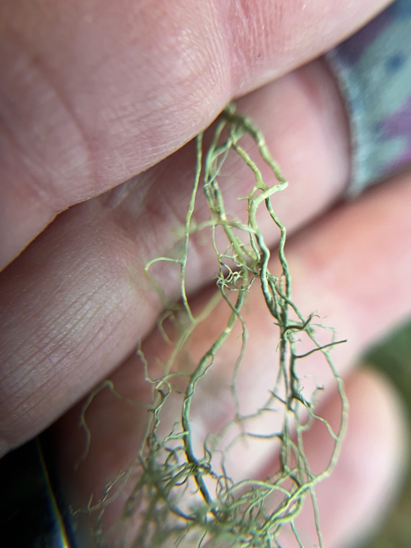 Cavern Beard Lichen photo 4
