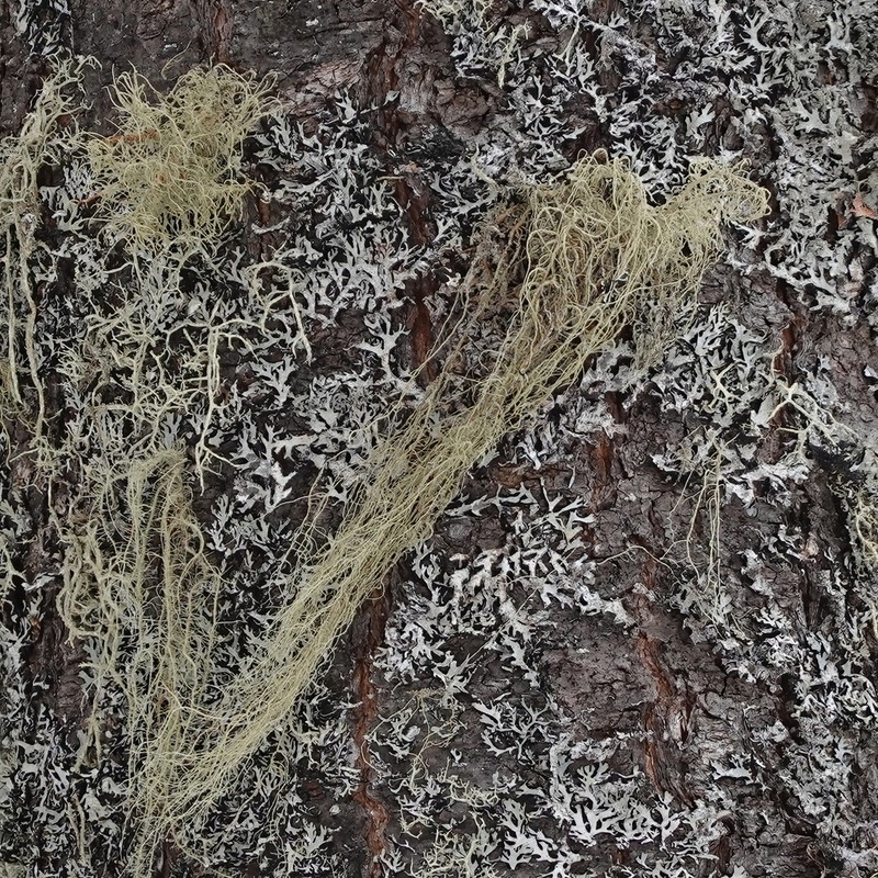 Cavern Beard Lichen photo 5