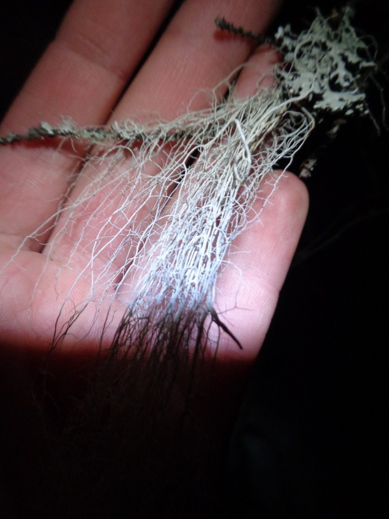 Cavern Beard Lichen photo 6