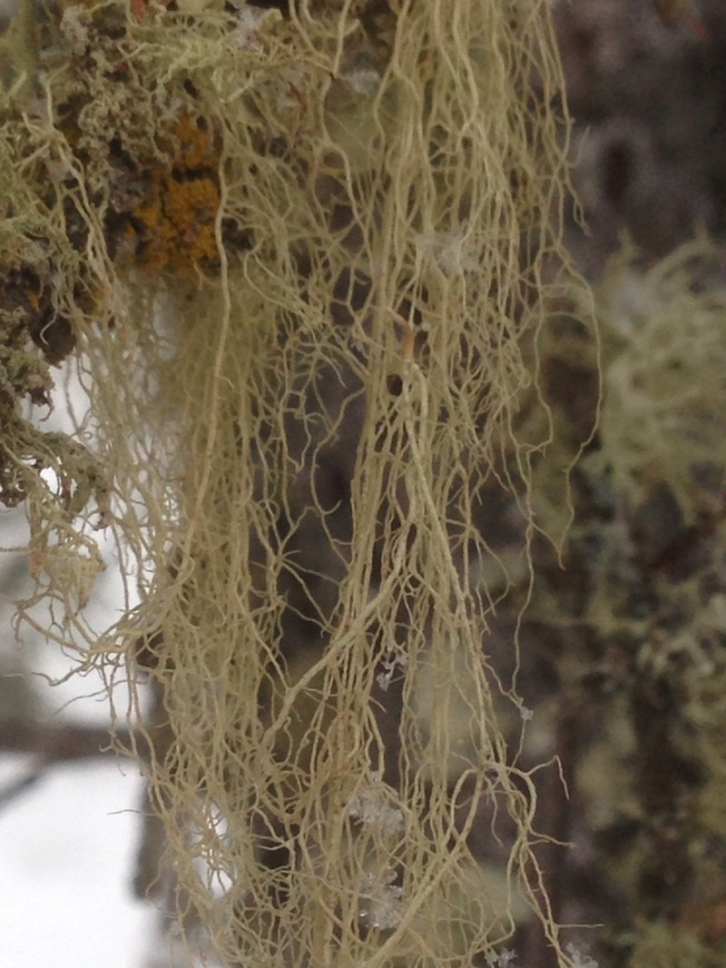 Cavern Beard Lichen photo 7