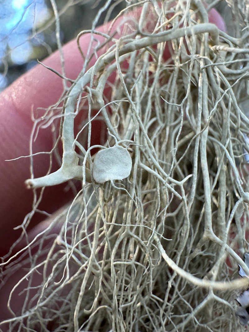 Cavern Beard Lichen photo 8