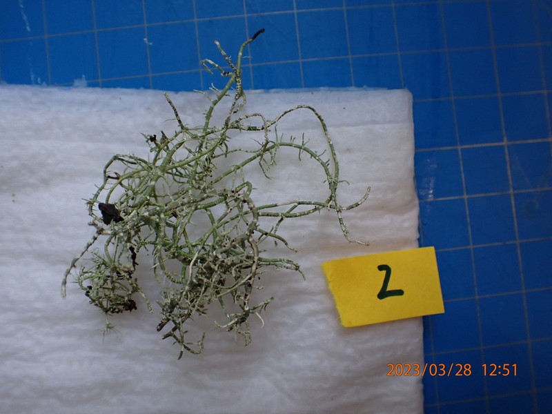 Beard Lichen