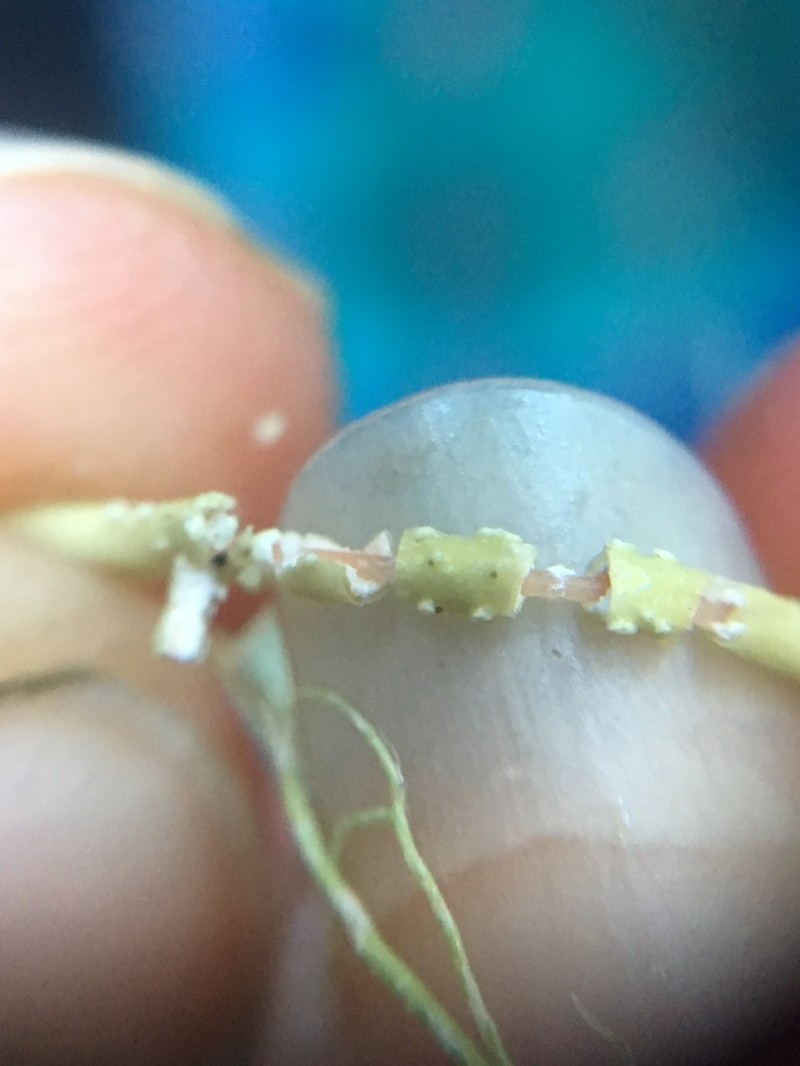 Beard Lichen photo 2
