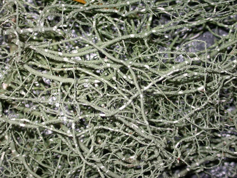 Beard Lichen photo 3