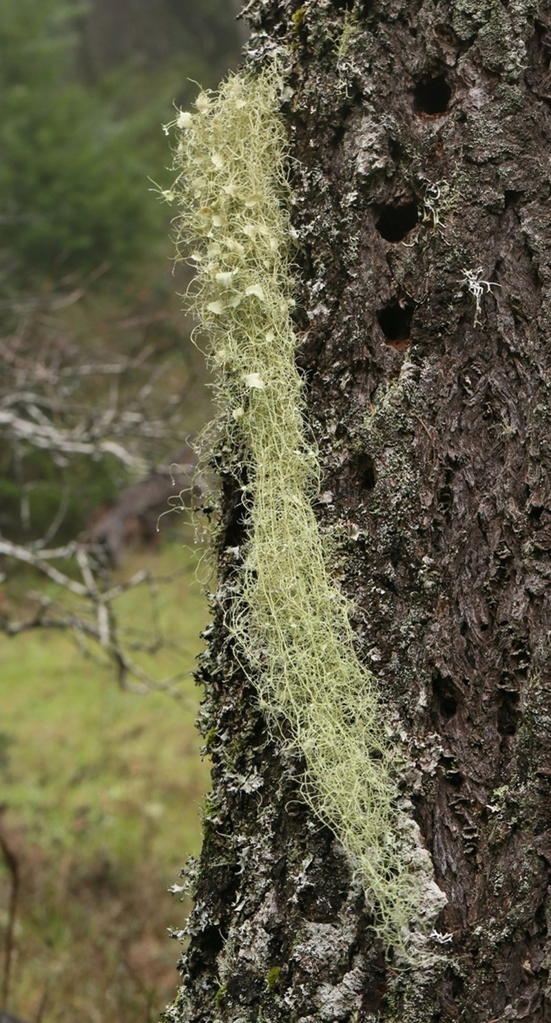Beard Lichen photo 4