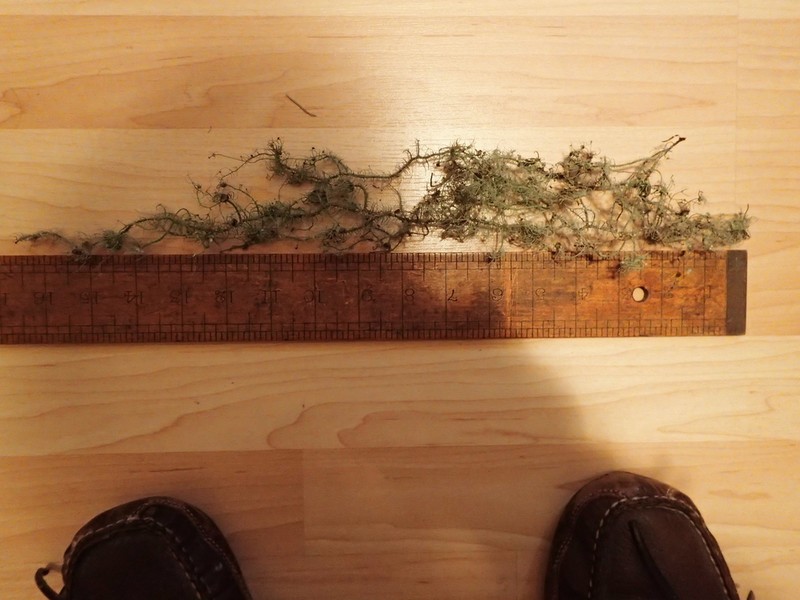 Beard Lichen photo 5