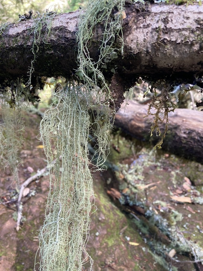 Beard Lichen photo 7