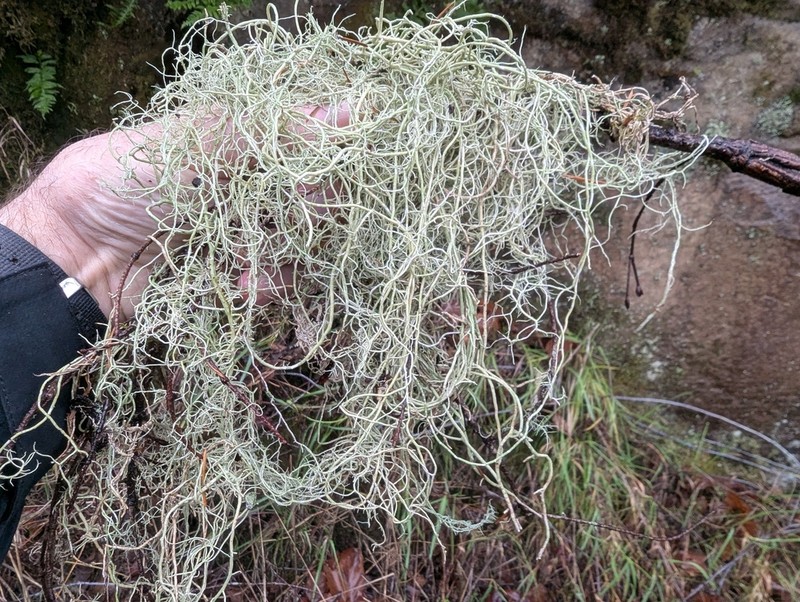 Beard Lichen photo 8