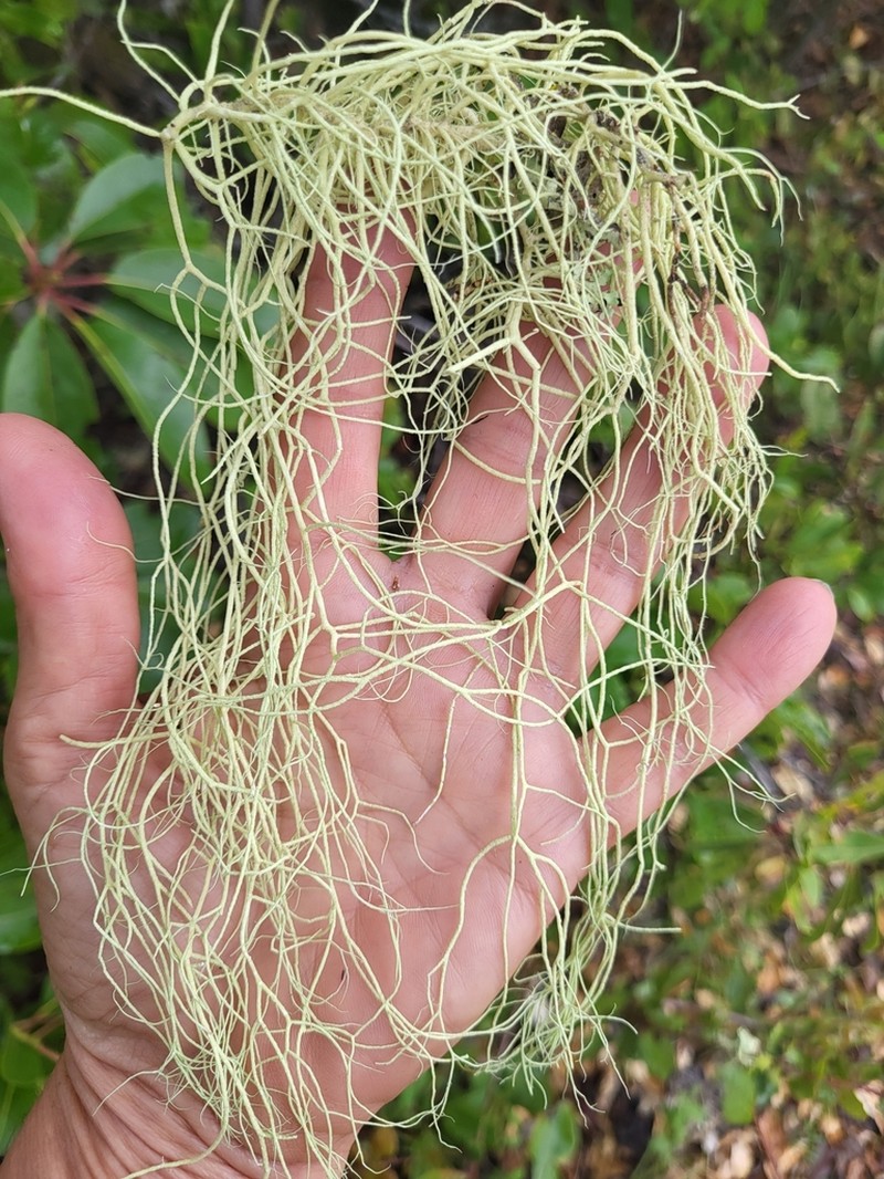 Usnea chaetophora