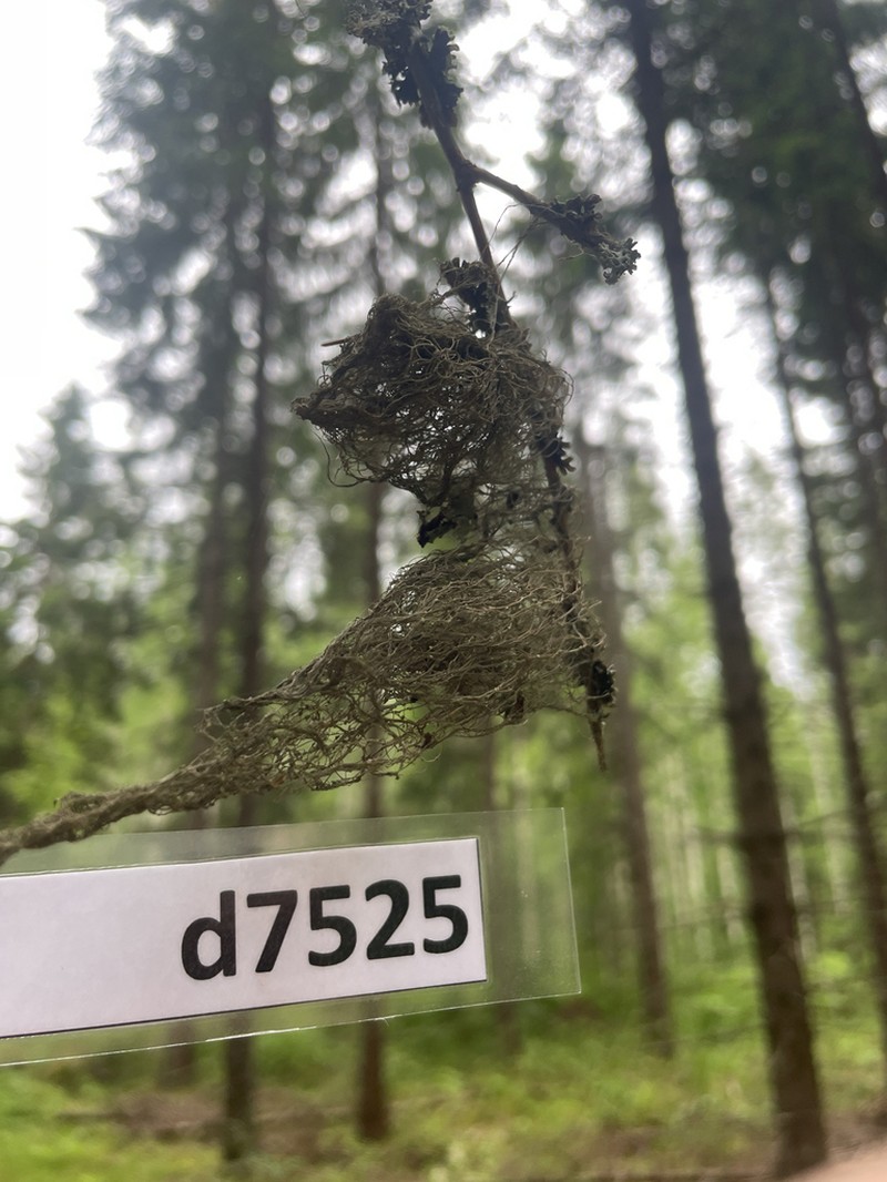 Usnea chaetophora photo 3
