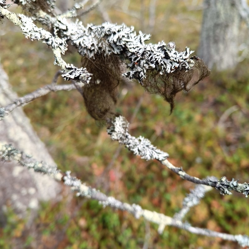 Usnea chaetophora photo 4