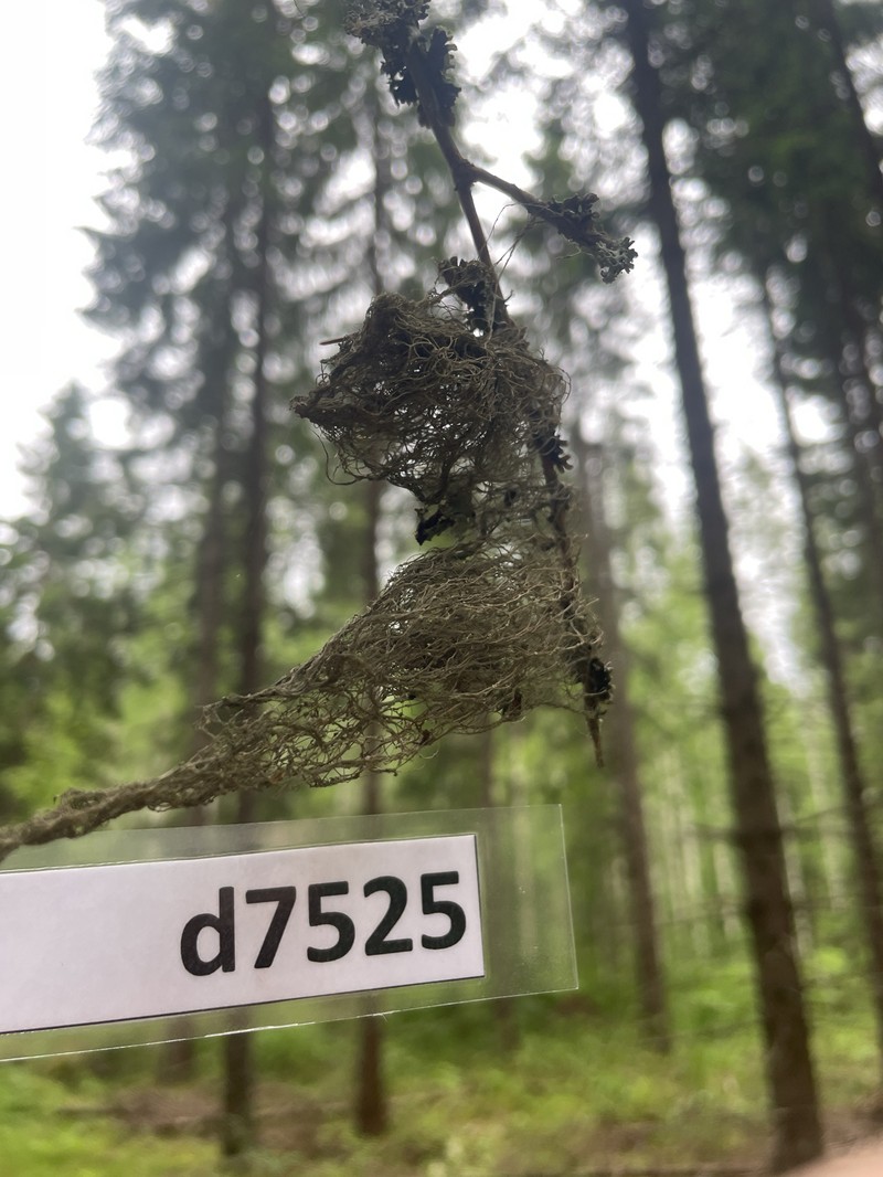 Usnea chaetophora photo 6