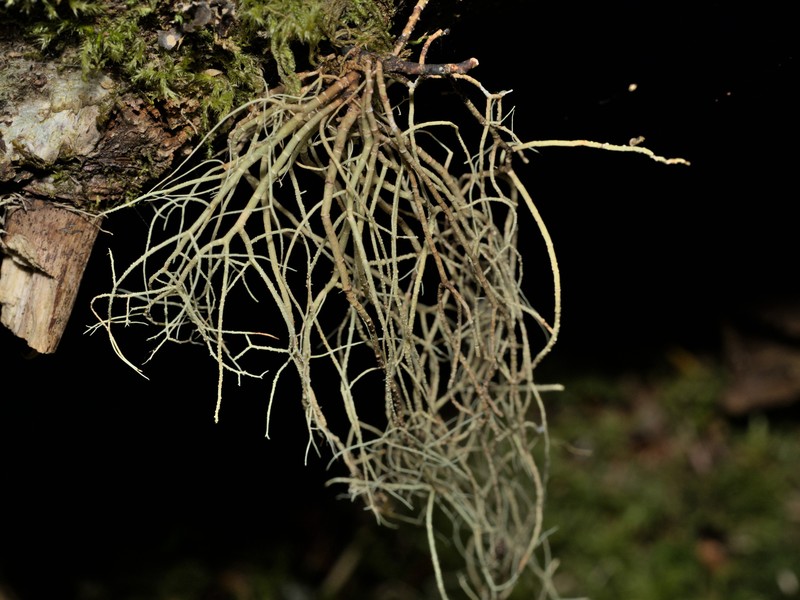 Usnea chaetophora photo 7