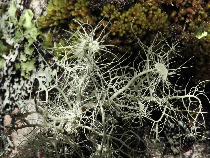 Beard Lichen