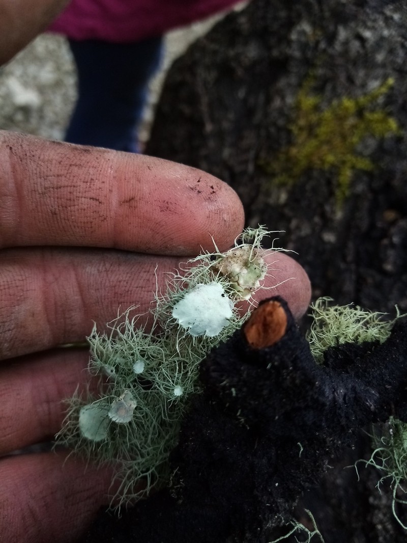 Beard Lichen photo 2