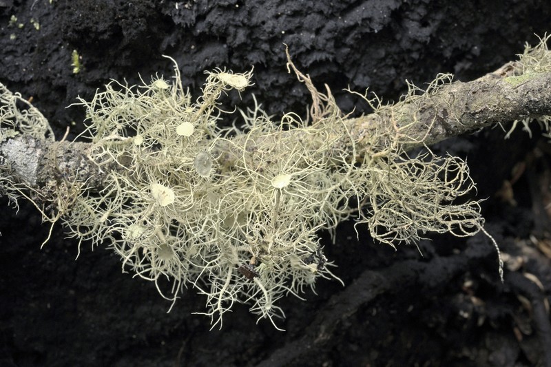 Beard Lichen photo 3