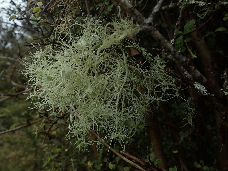 Beard Lichen photo 4